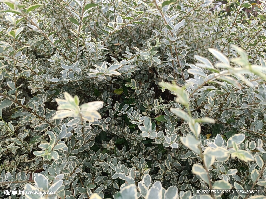 灰绿色植物叶片特写