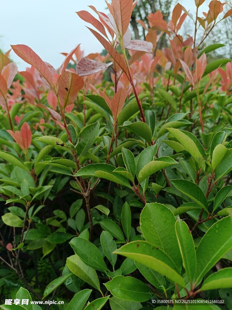 鲜艳红叶灌木植物景观