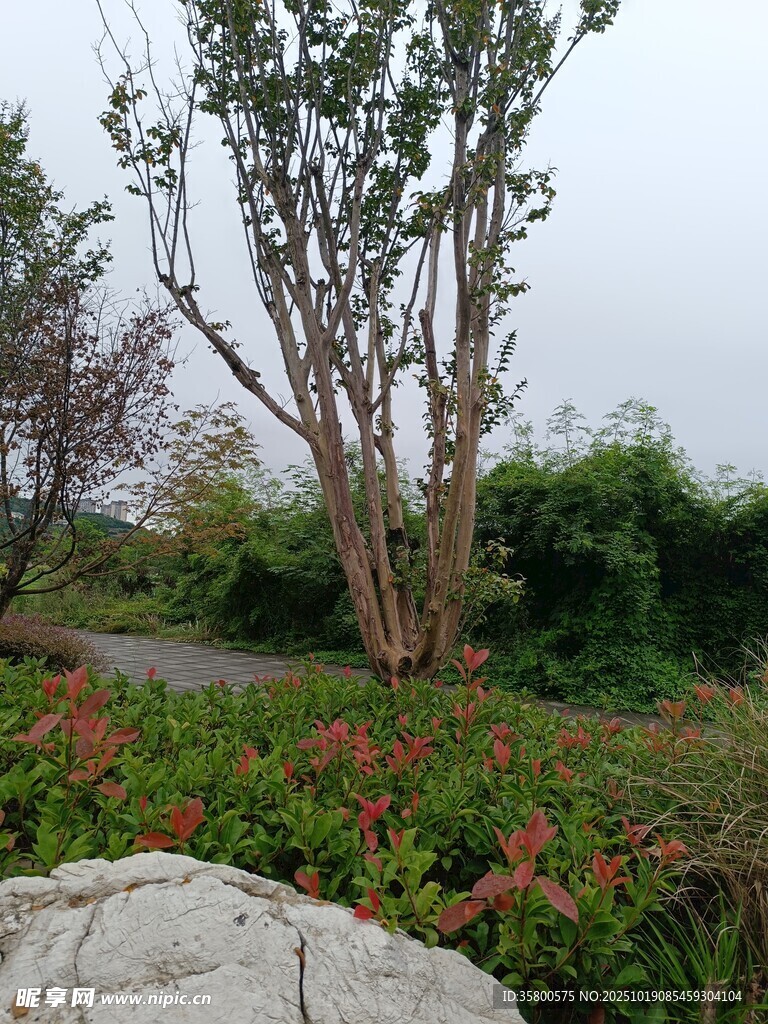 园林景致中的树木与花卉