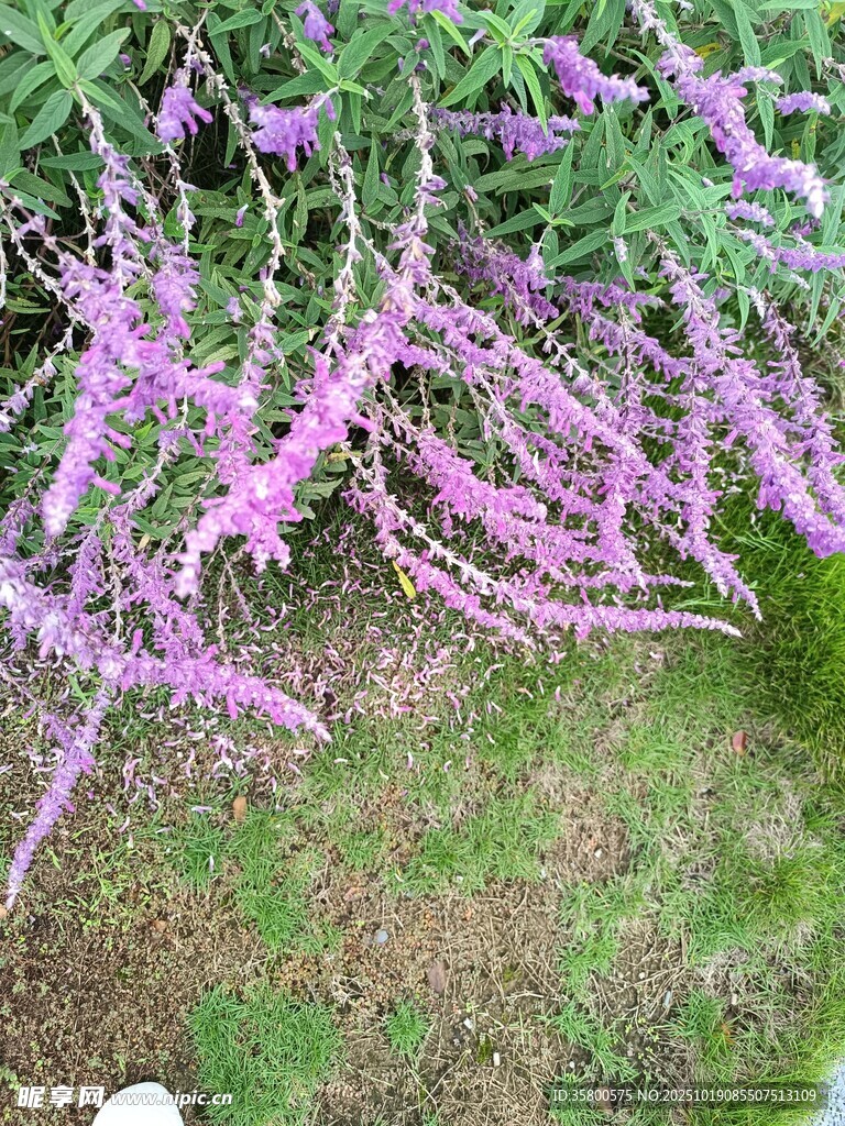 垂挂的紫色繁花植物