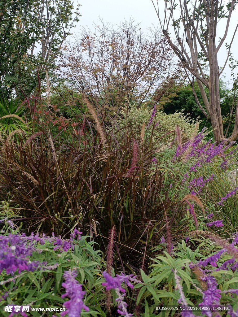 花园中的繁茂植物与花卉