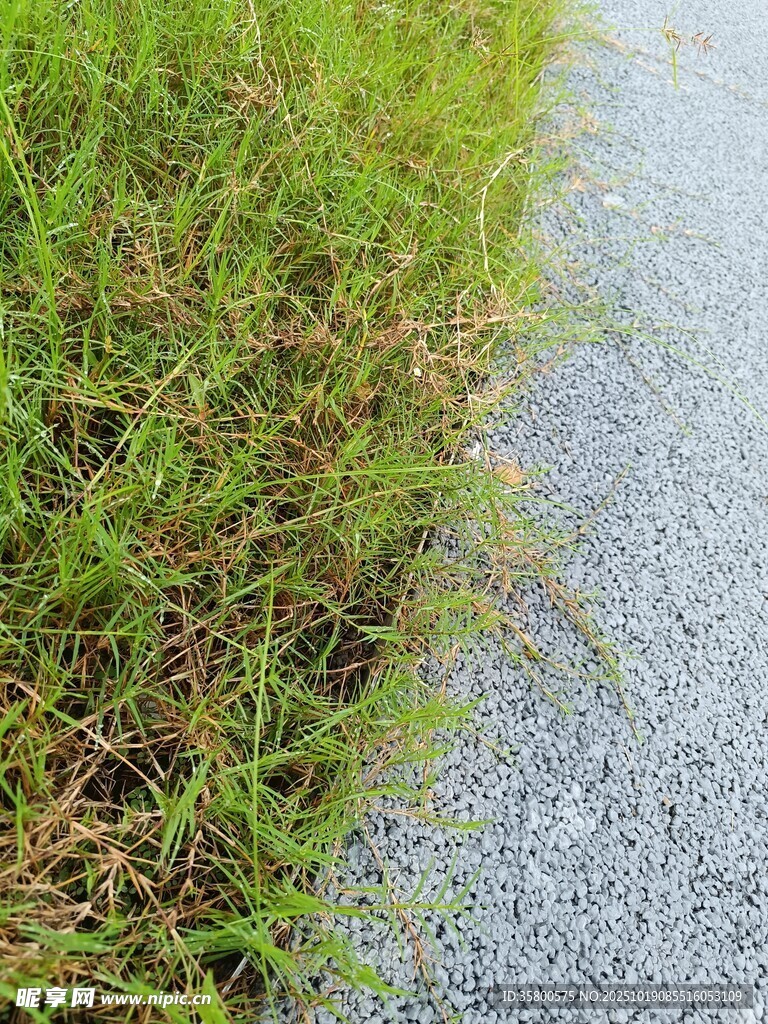 路边青草与灰色路面