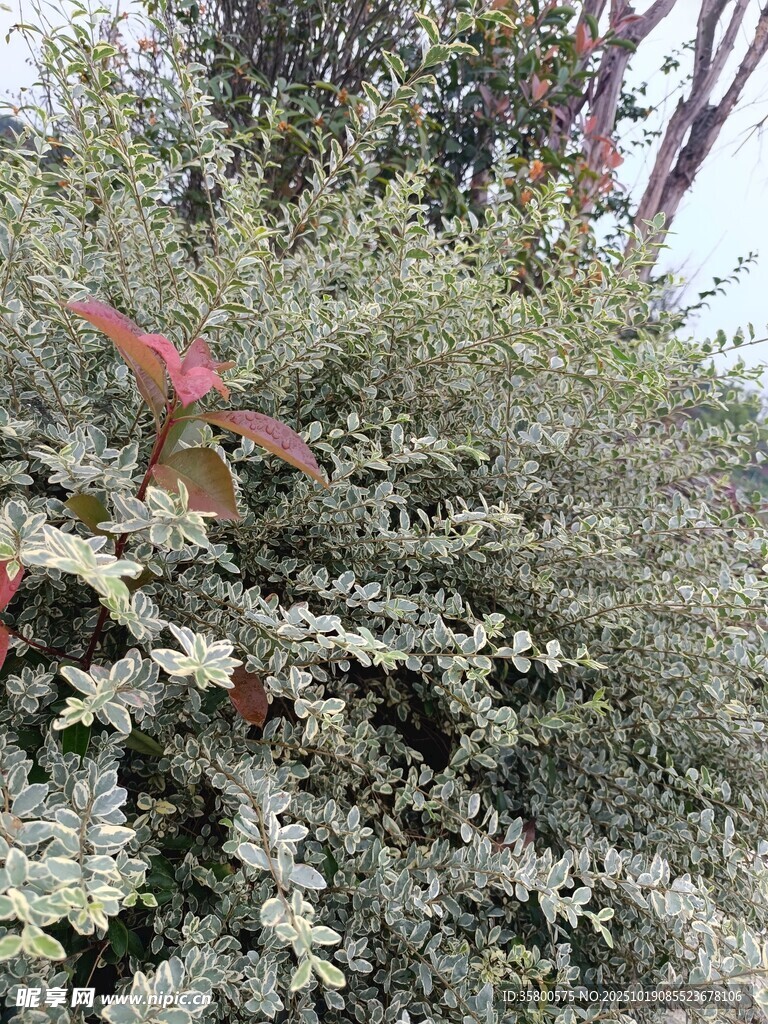 绿叶间的红色叶片