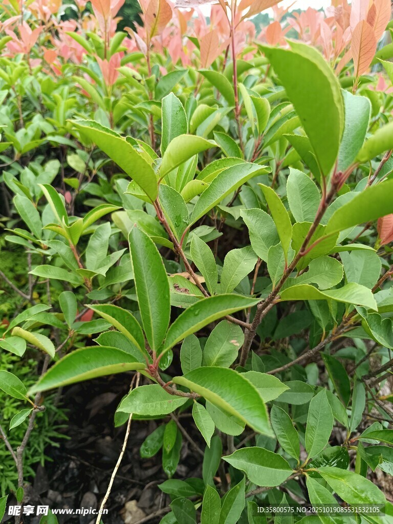 绿叶繁花的清新植物景观
