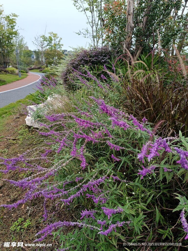 路边紫色花卉与绿植景观