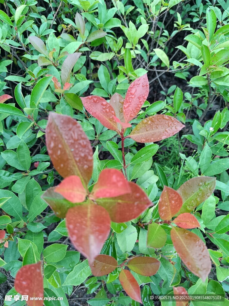 红叶绿植特写