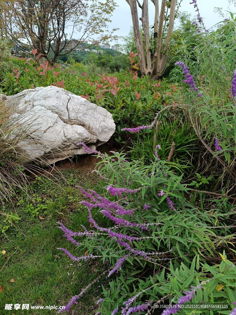 石畔紫花绿植自然景致