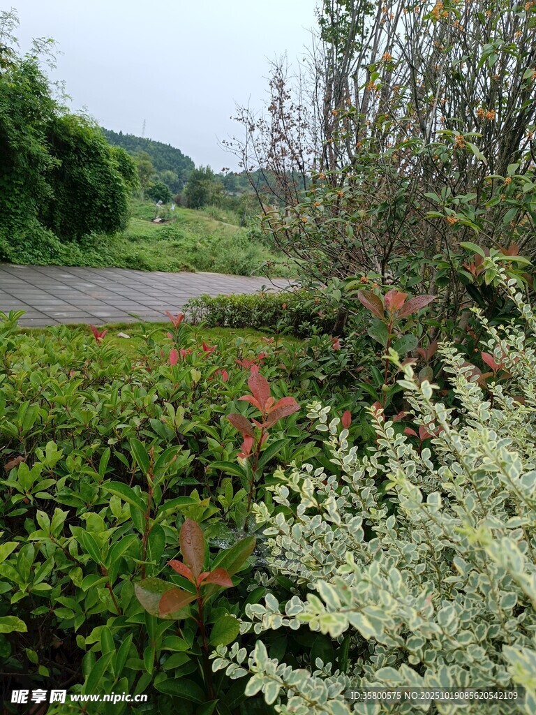 户外繁茂绿植景观
