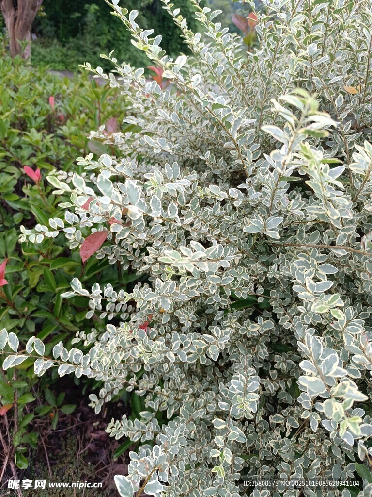 银叶植物