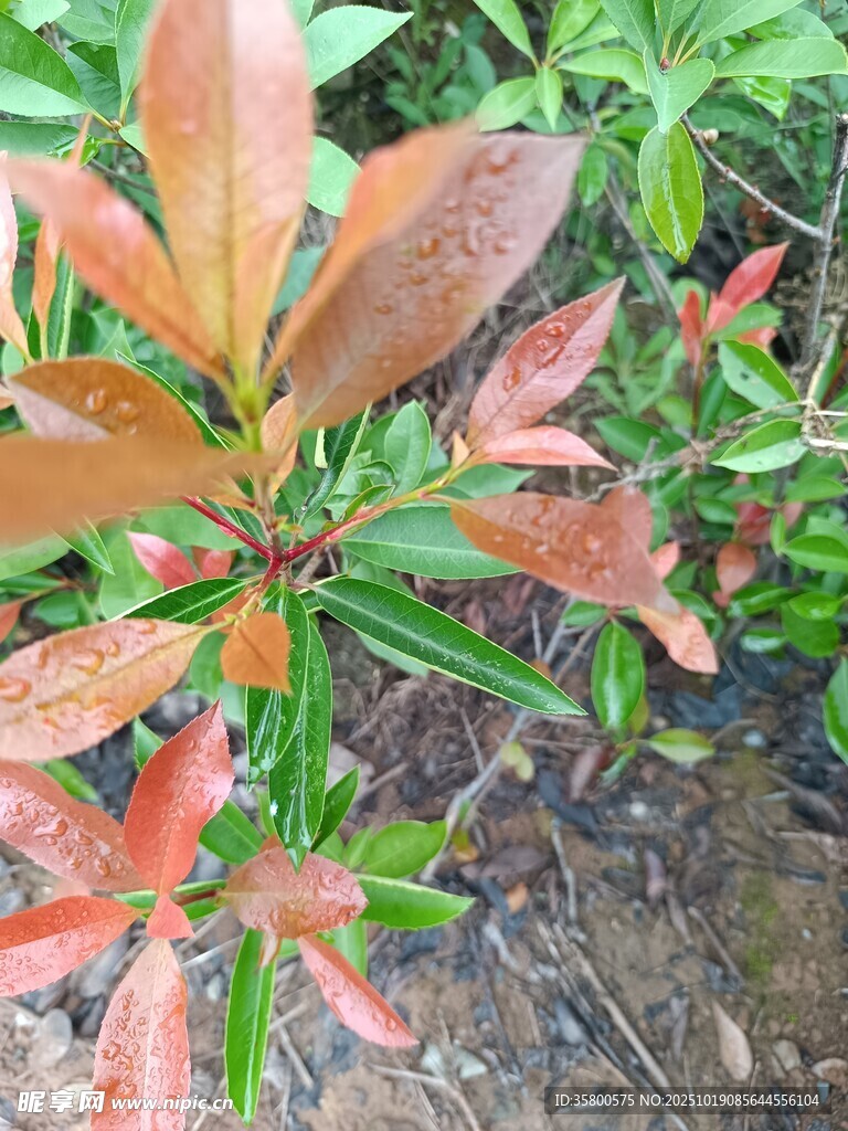 红叶植物特写