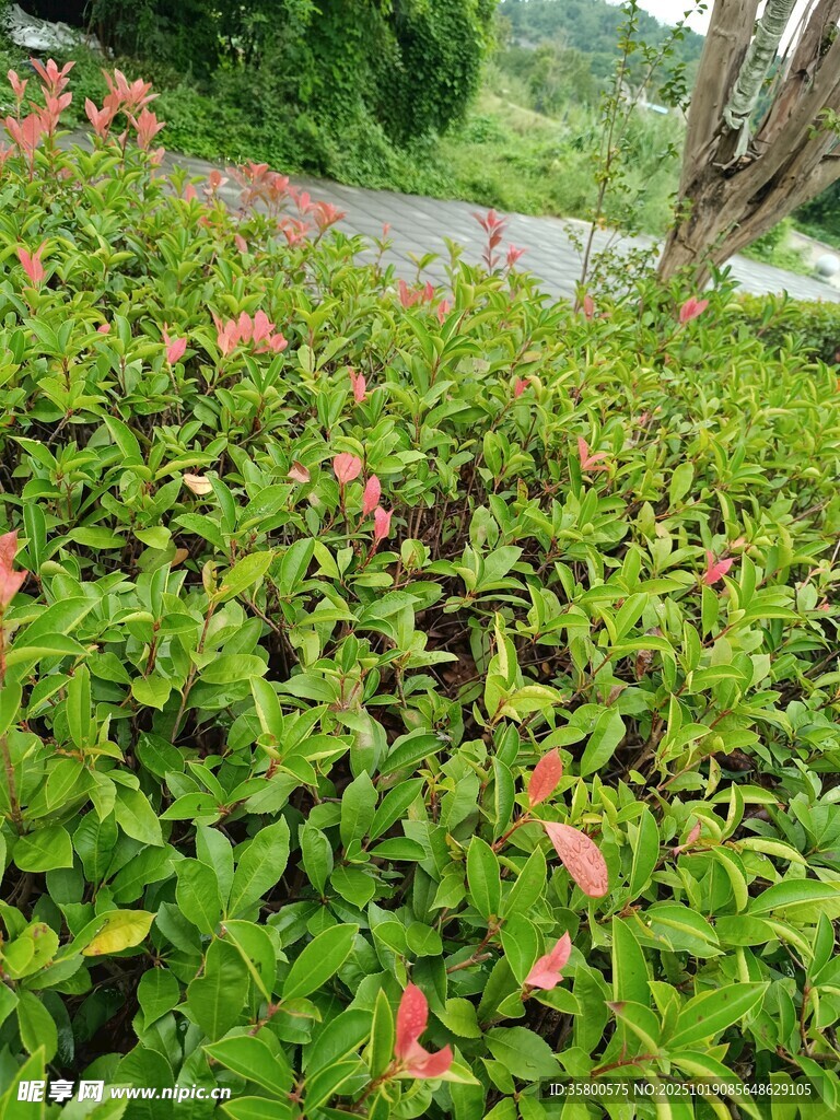 绿叶间点缀的粉色小花