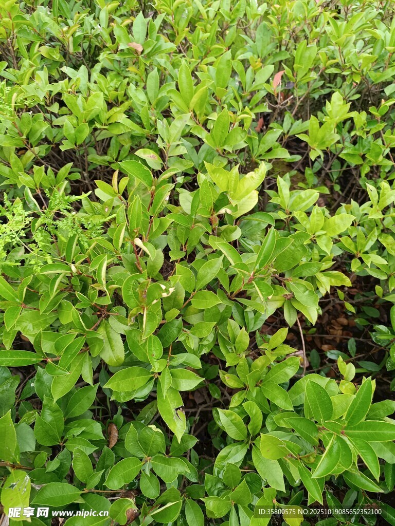翠绿繁茂的植物景观