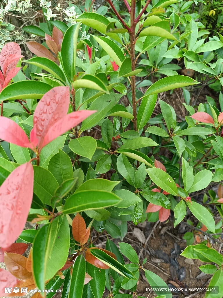 多彩叶片的绿植景观