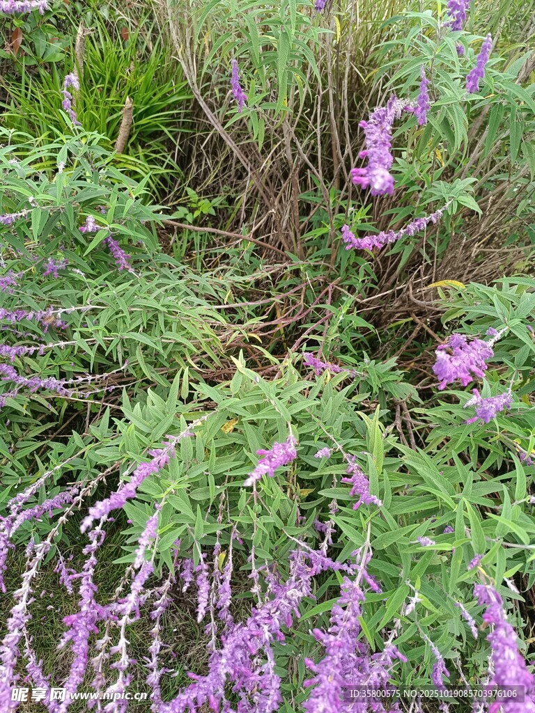 紫色花丛中的美丽景致