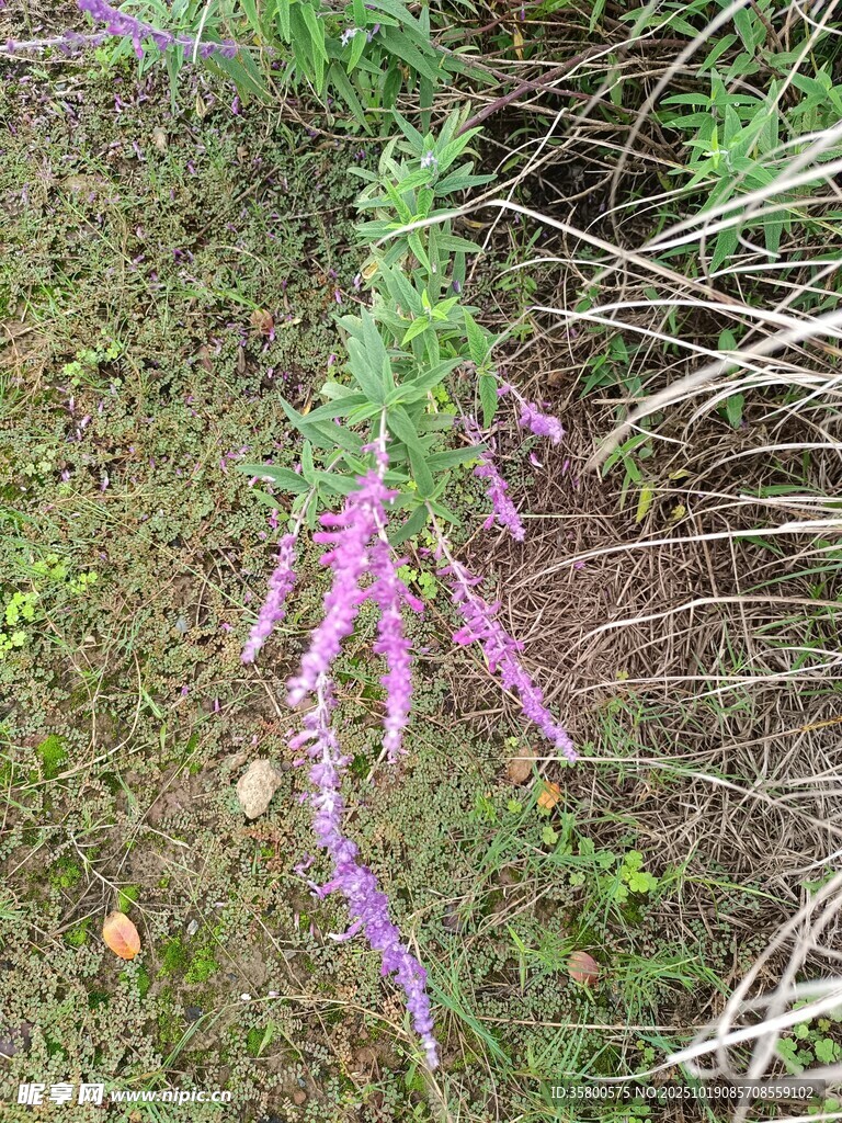 紫色穗状野花生长于草地