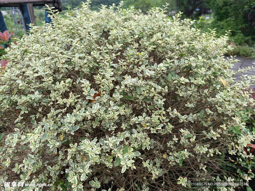 茂盛的白色花丛