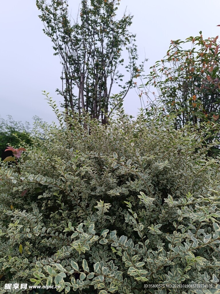 茂密绿植景观