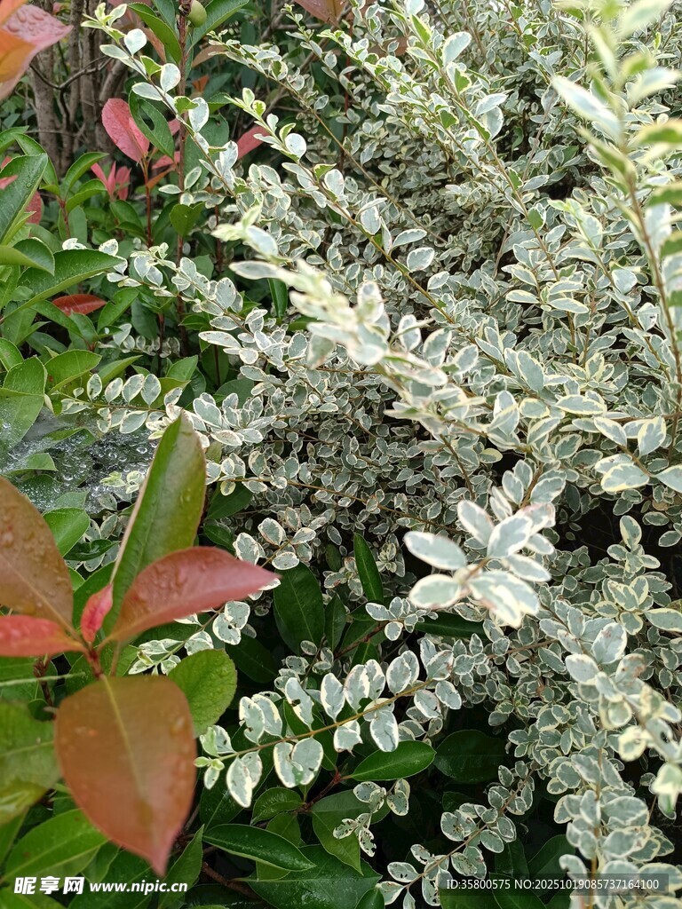 繁茂花草植物特写