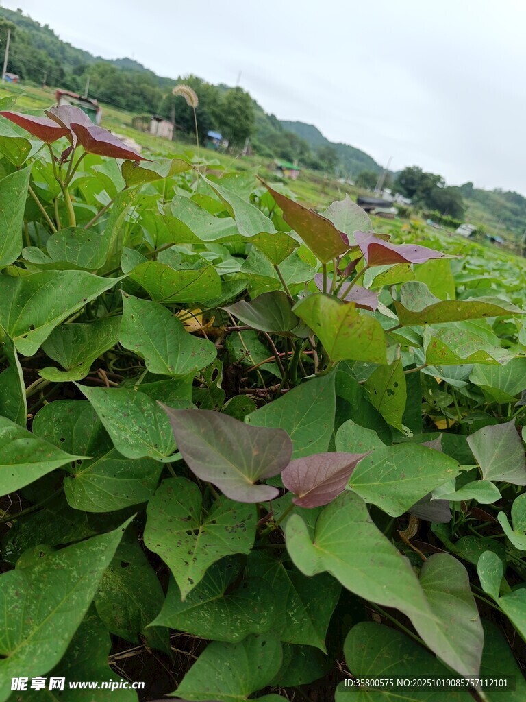 绿叶繁茂的田间植物