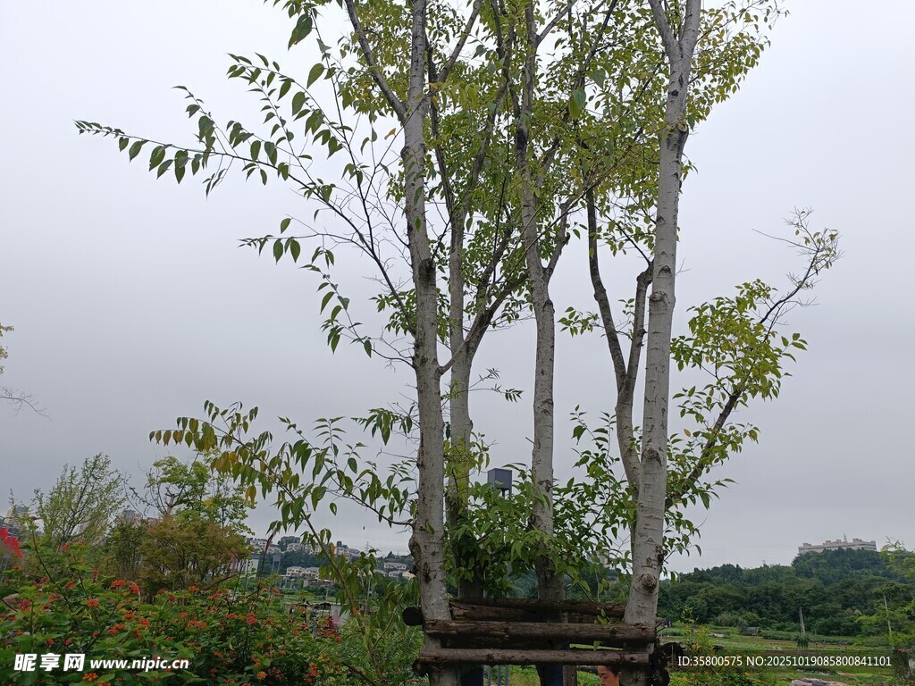 户外木架旁的丛生树木