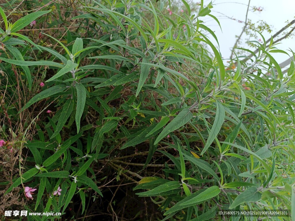 茂密翠绿的野生植物丛