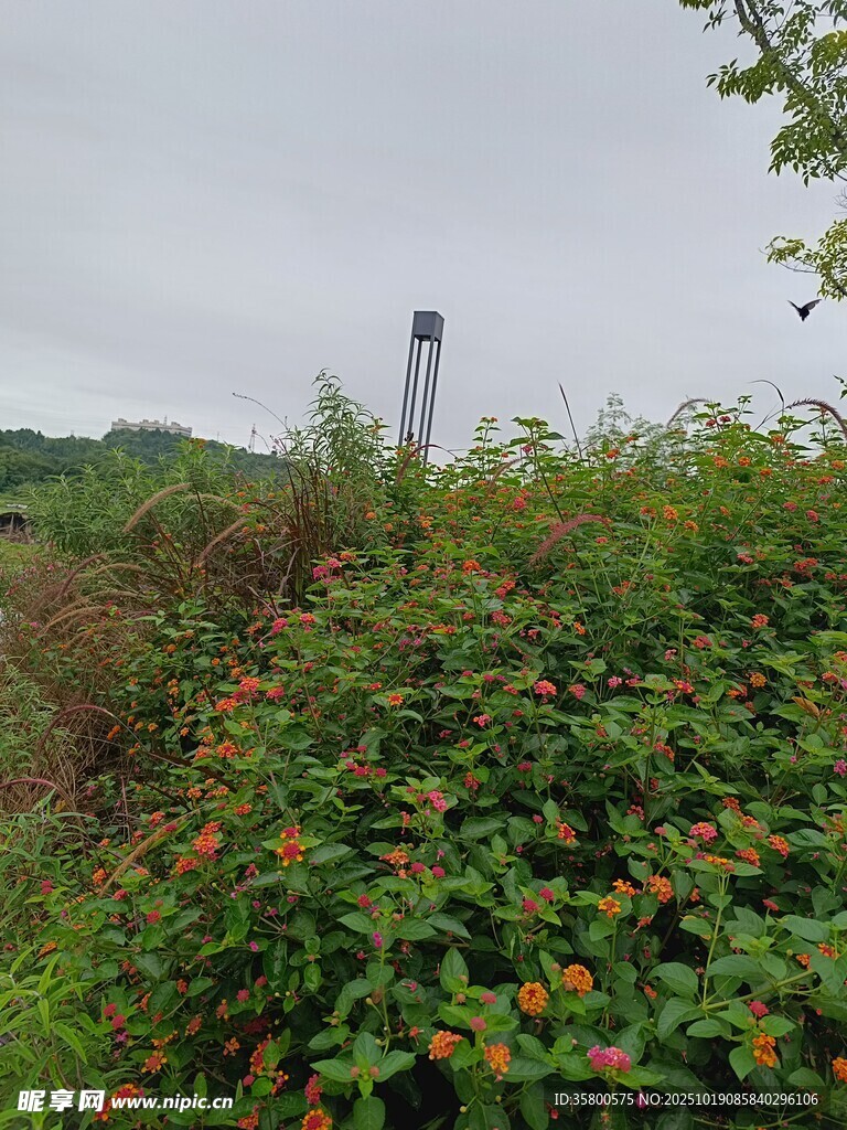 野外繁茂绿植与远处设施