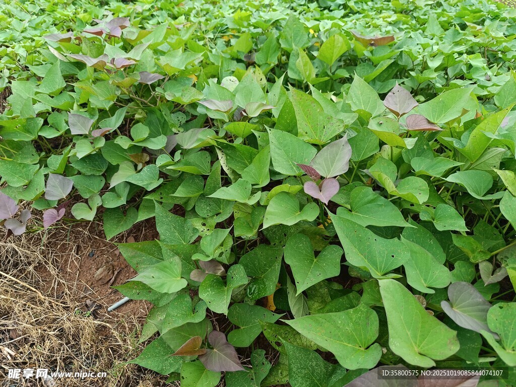 绿叶繁茂的红薯植株