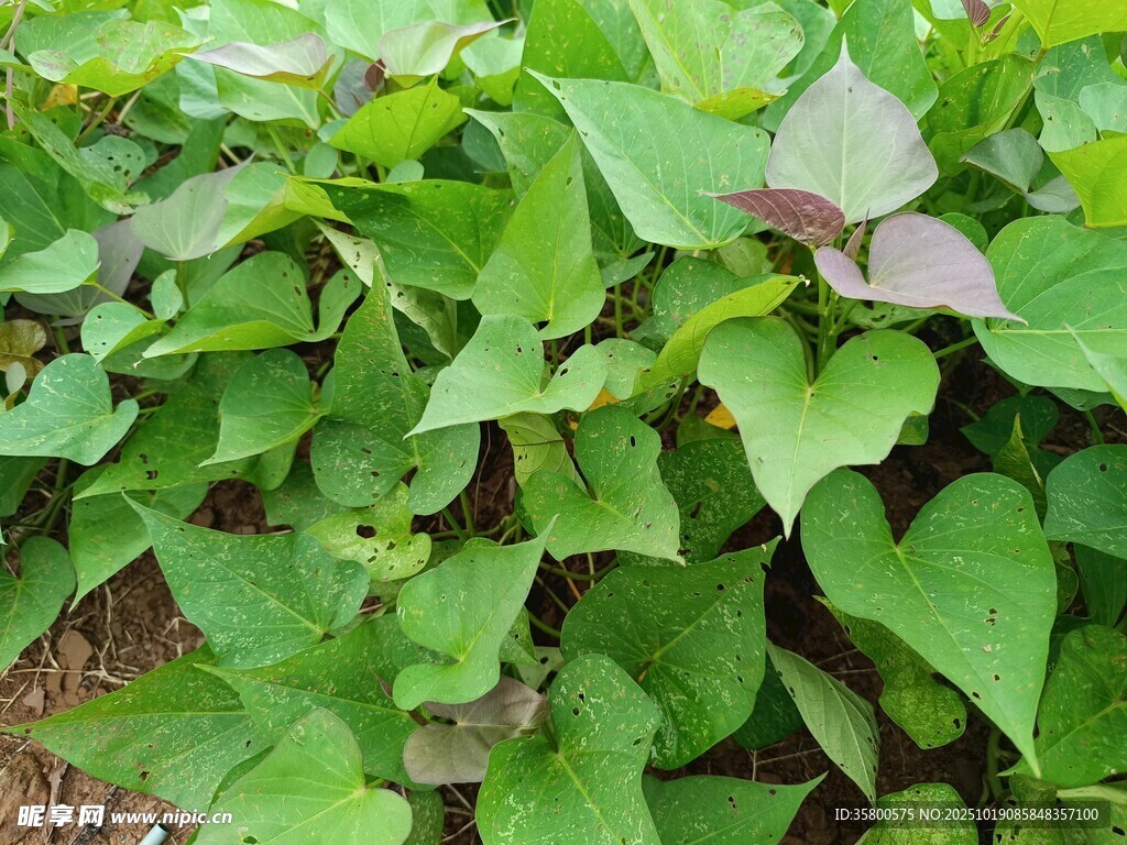 绿叶繁茂的红薯植株