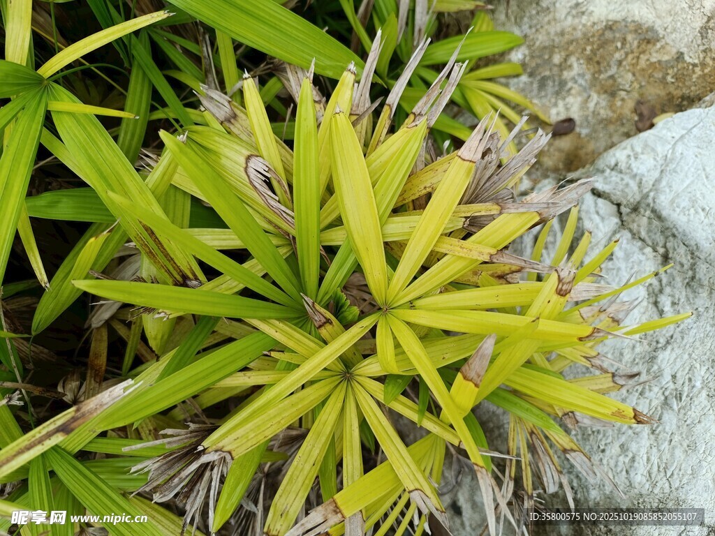 翠绿丛生植物特写