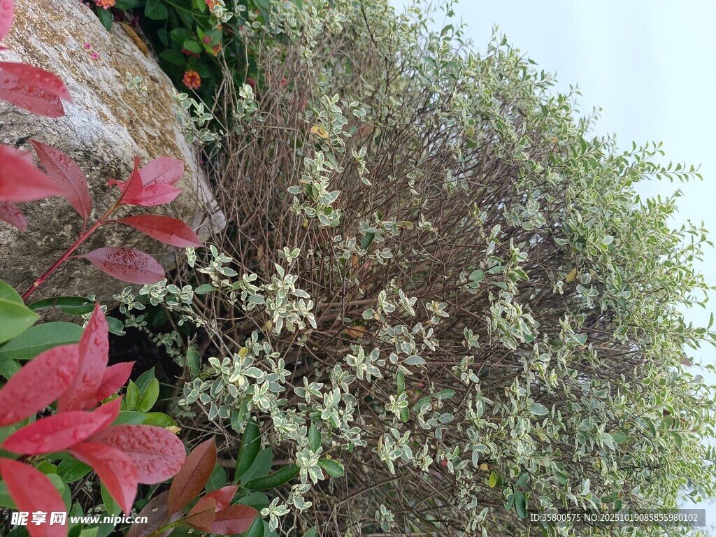 多彩植物景观