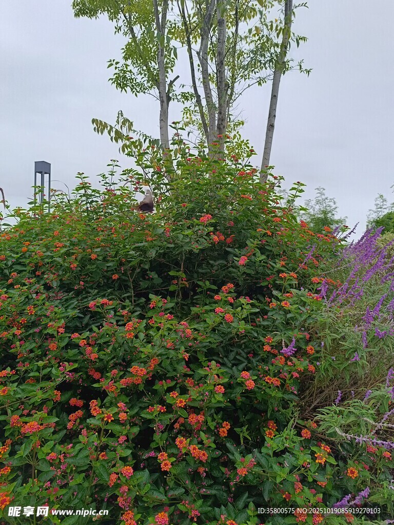 繁花绿植装点的自然景致