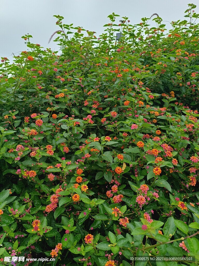 繁茂花丛绽放艳丽花朵
