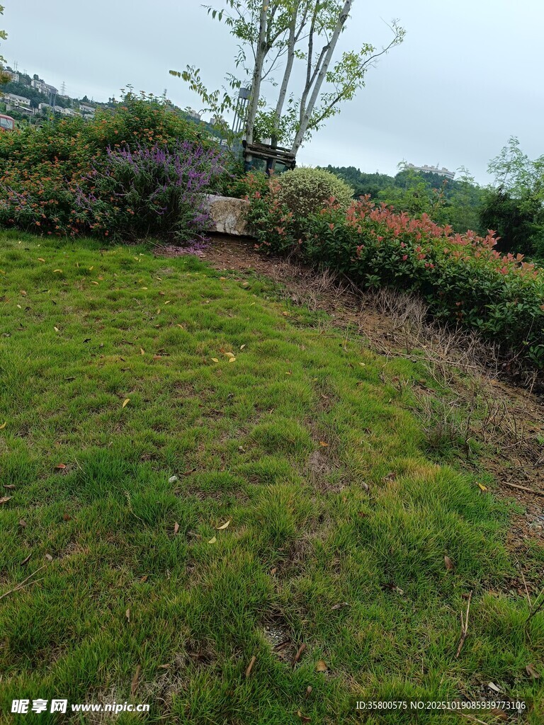 绿意盎然的户外草地景观