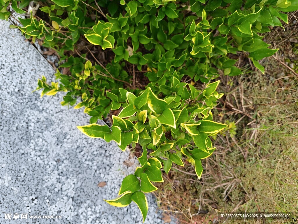 路边绿植特写