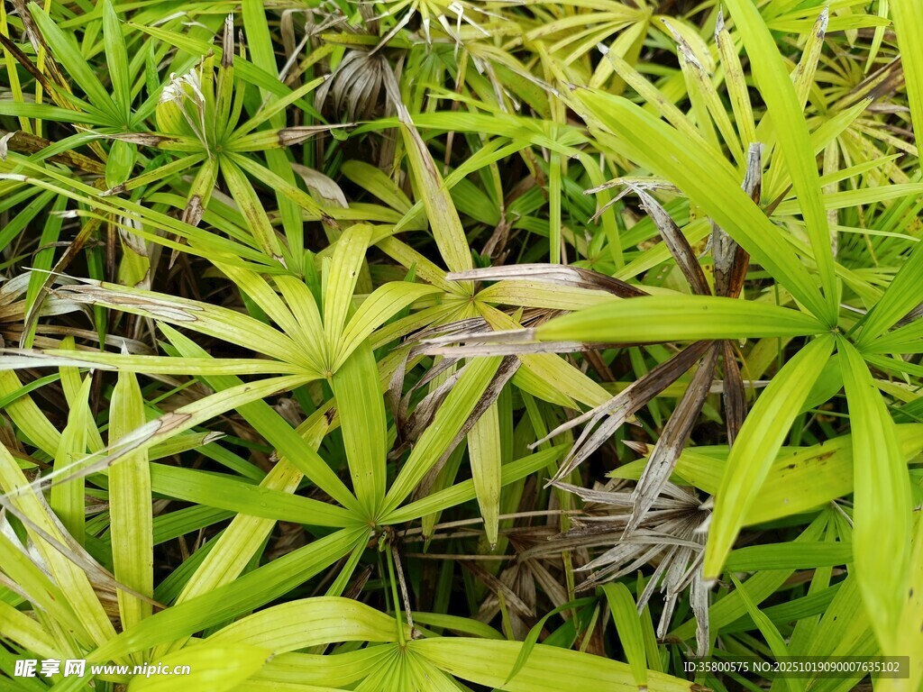 翠绿茂盛的野生植物