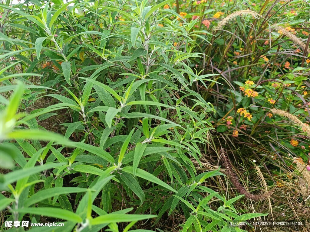 繁茂绿植景观
