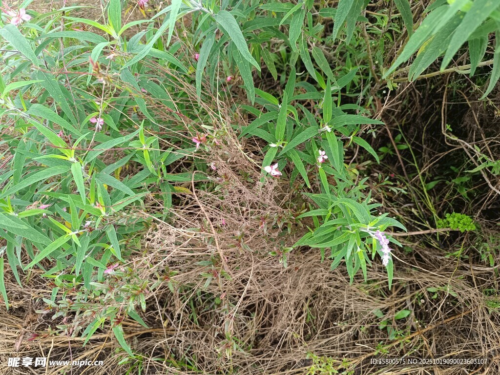 野外丛生植物景象