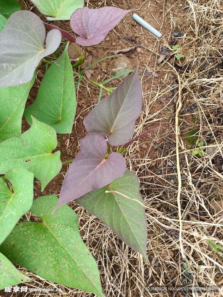 紫色绿叶植物特写