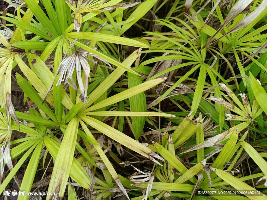 翠绿细长叶片的植物