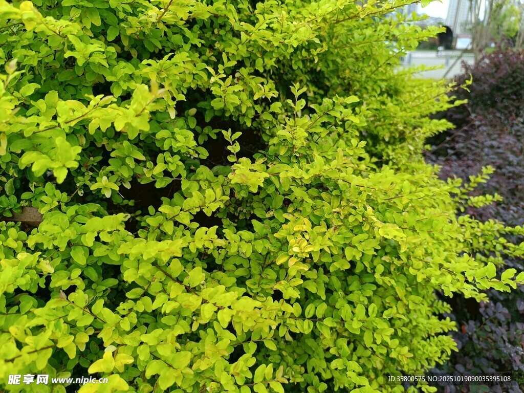 翠绿繁茂的灌木植物