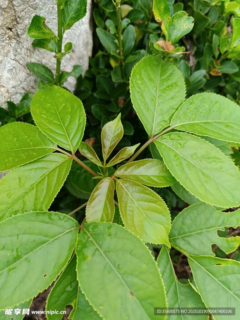 翠绿叶片植物特写