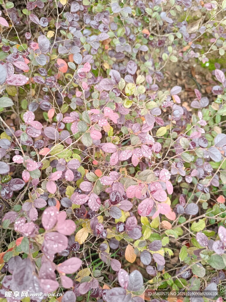 粉色斑斓植物景观