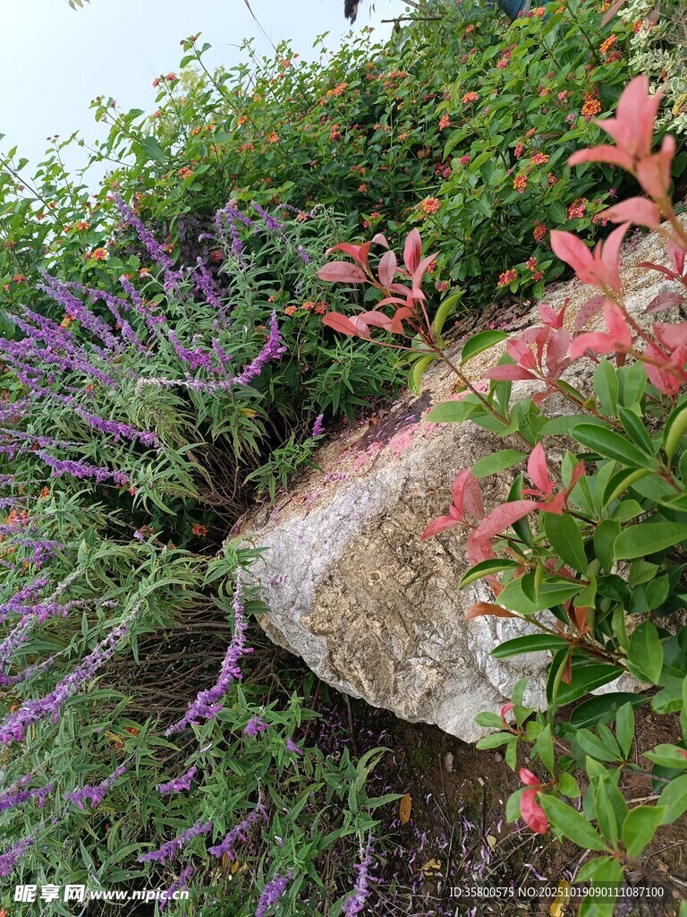 岩石旁多彩植物景观