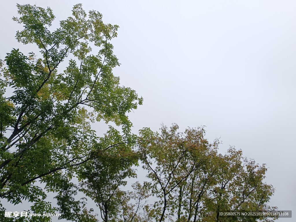 树梢上的天空
