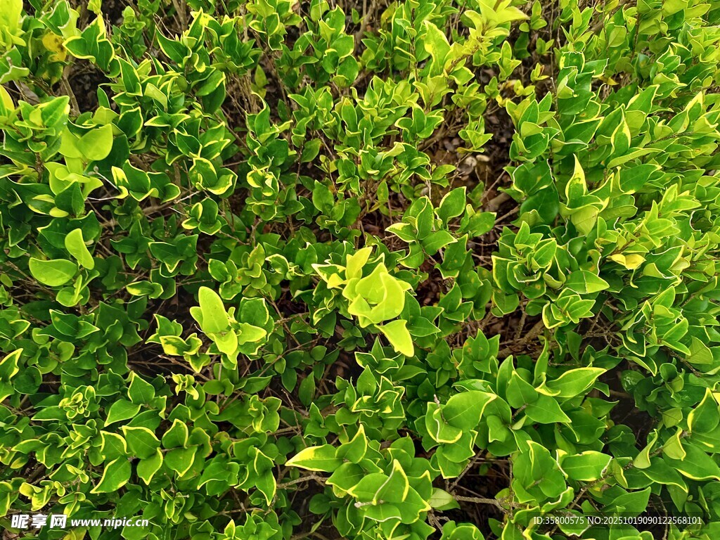 翠绿繁茂的绿植景观