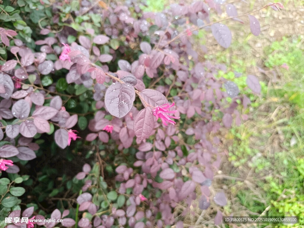粉紫色叶片植物特写