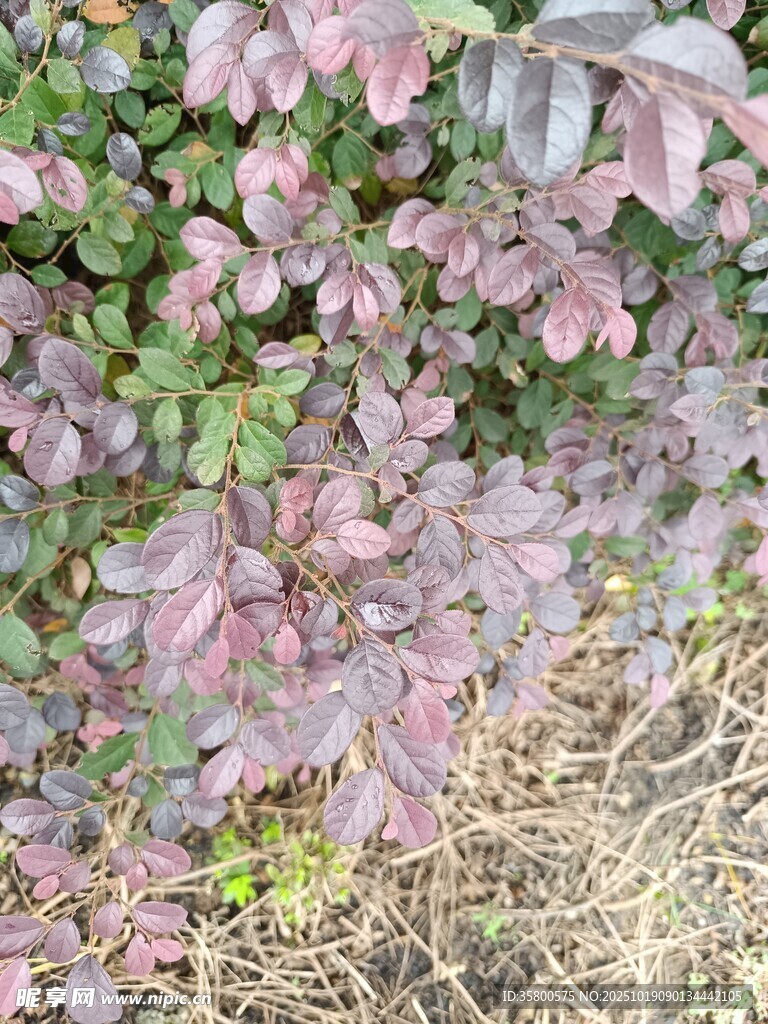 紫色叶片植物景观