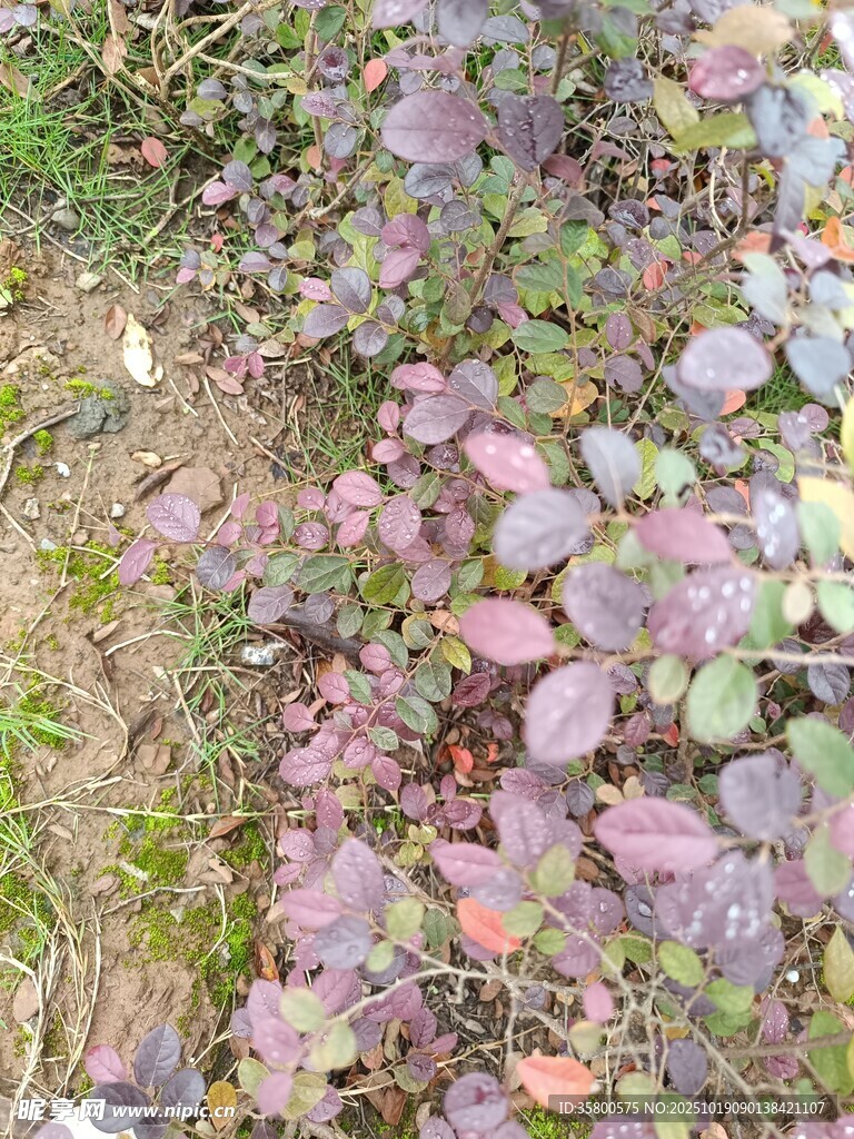 地面多彩植物景观