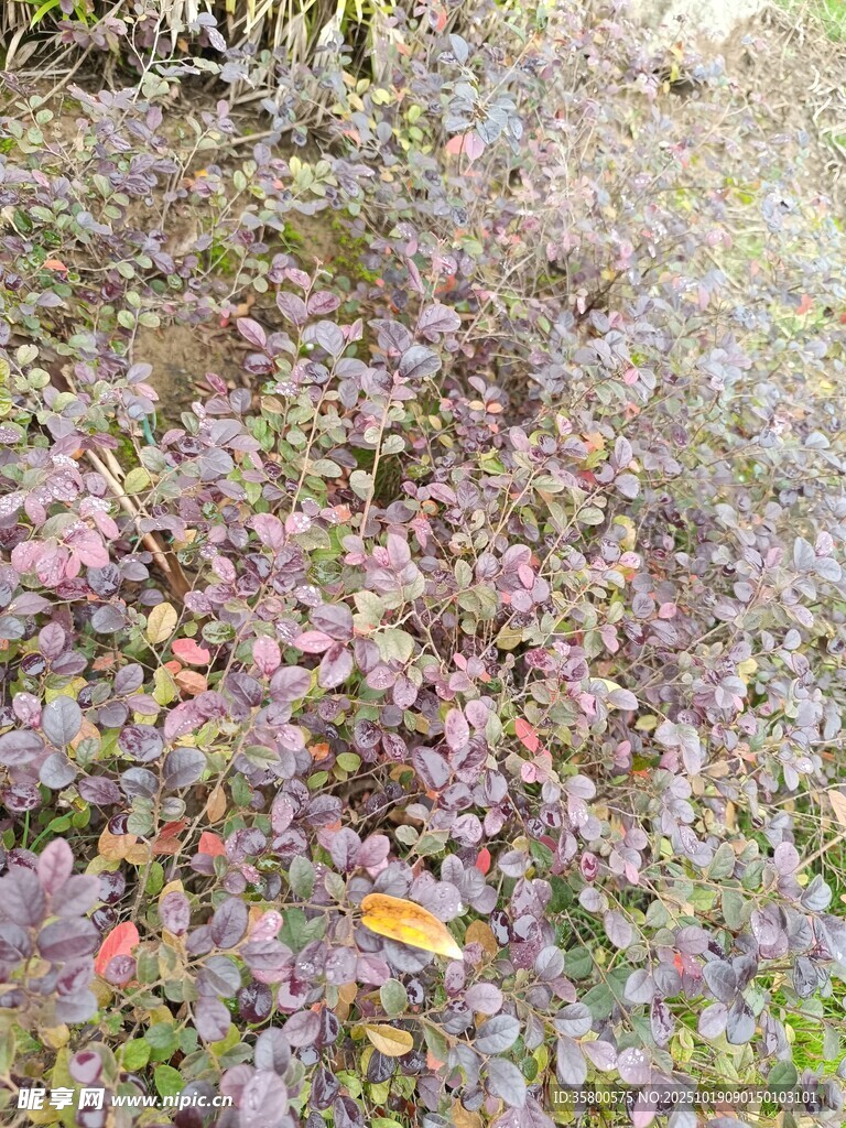 地面多彩植物景观