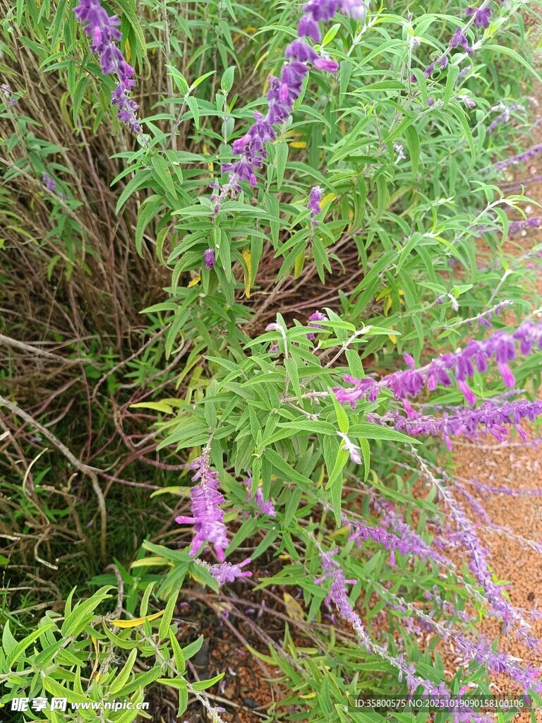 紫色穗状花朵植物特写